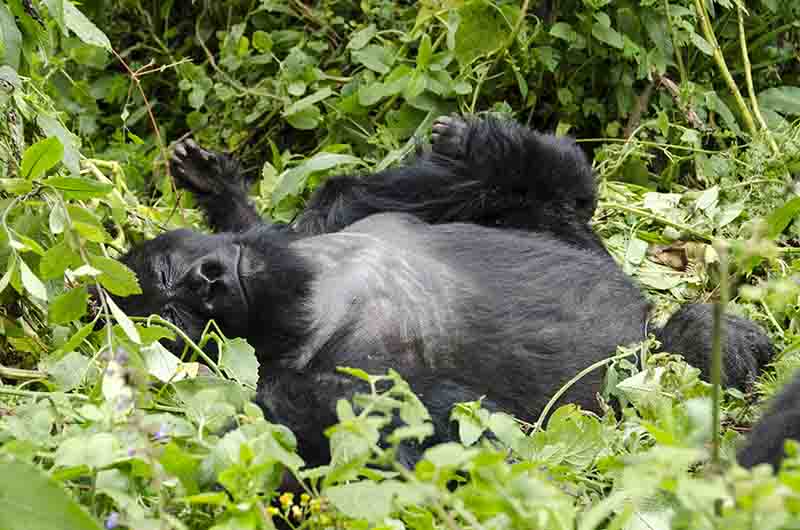 09 - Gorila - selva de Virunga - parque nacional de los volcanes - Ruanda